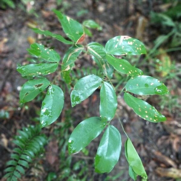 Hymenaea courbaril Leaf