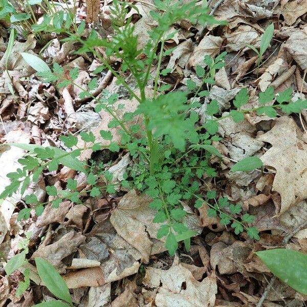 Cardamine impatiens 形態