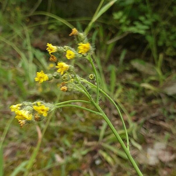 Pilosella piloselloides Flower