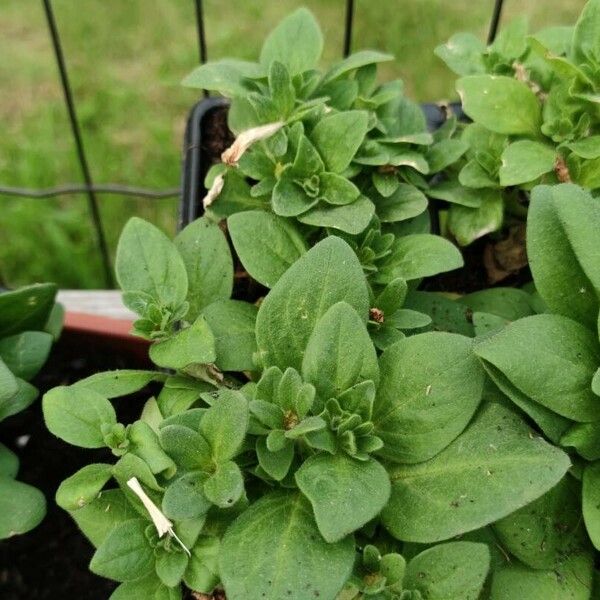 Petunia x atkinsiana Fuelha