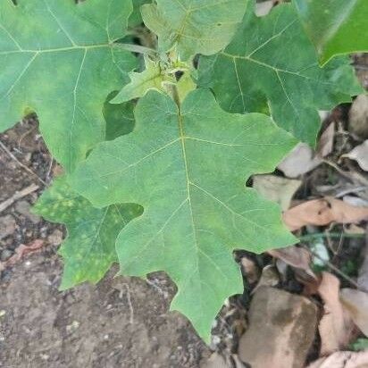 Solanum trilobatum ᱥᱟᱠᱟᱢ