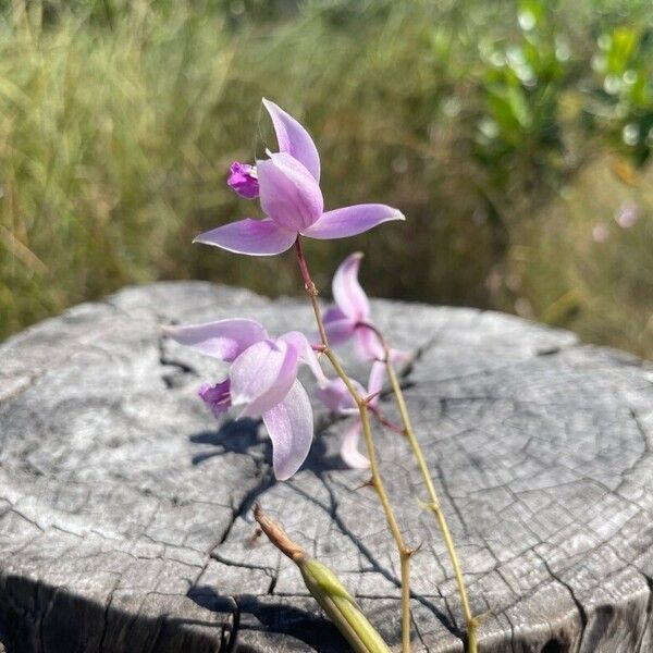 Bletia purpurea Blüte