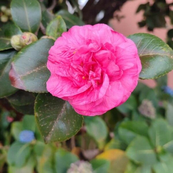 Camellia sasanqua Flower