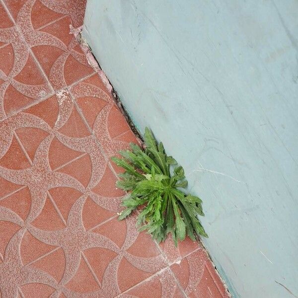 Erigeron bonariensis Leaf