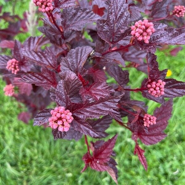 Physocarpus opulifolius ᱵᱟᱦᱟ