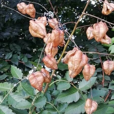 Koelreuteria paniculata ফল