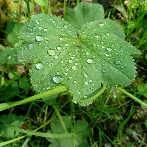 Alchemilla monticola ഇല