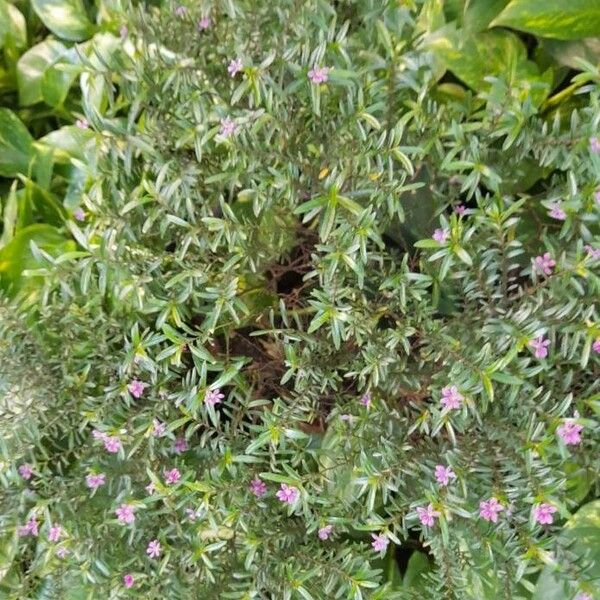 Cuphea hyssopifolia Elinympäristö
