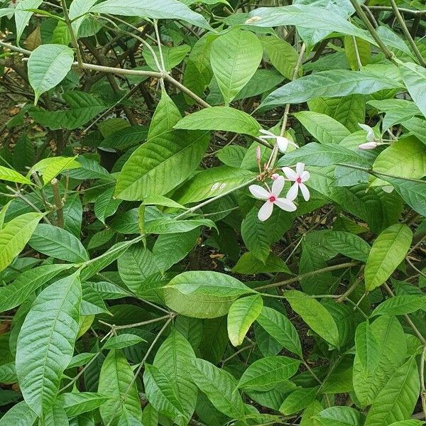 Kopsia fruticosa Flower