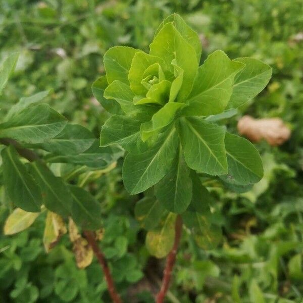 Euphorbia hirsuta 葉