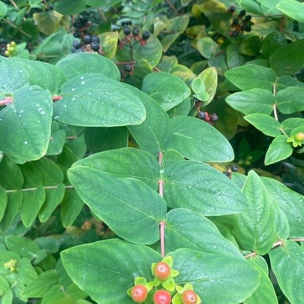 Hypericum × inodorum Плод