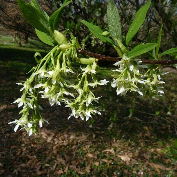 Oemleria cerasiformis Máis