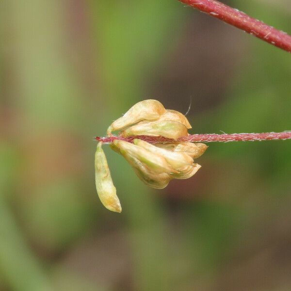 Trifolium dubium Фрукт