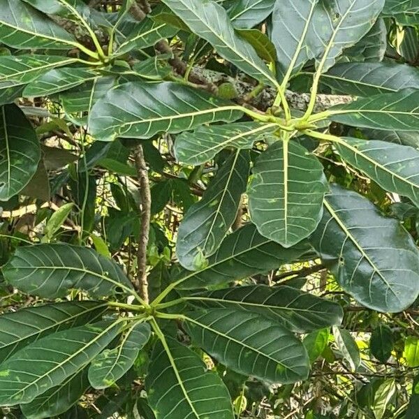 Ficus lutea List
