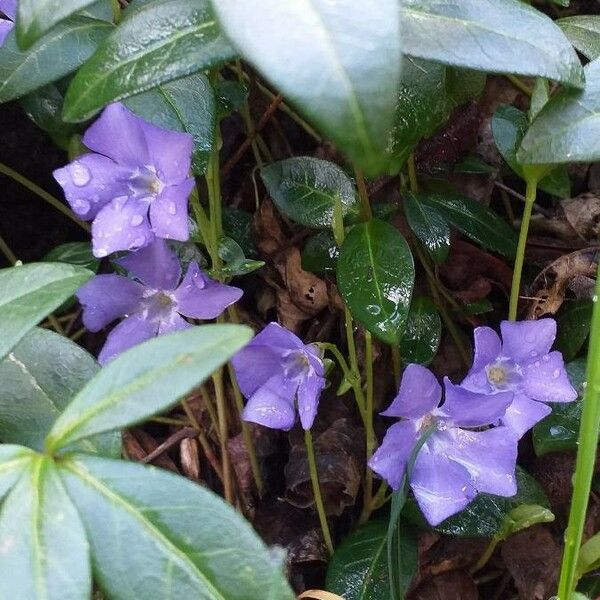 Vinca minor Blüte