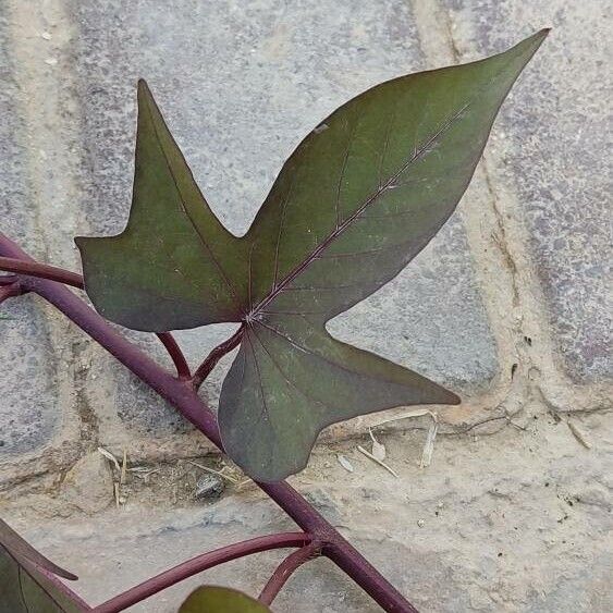 Ipomoea batatas Blad