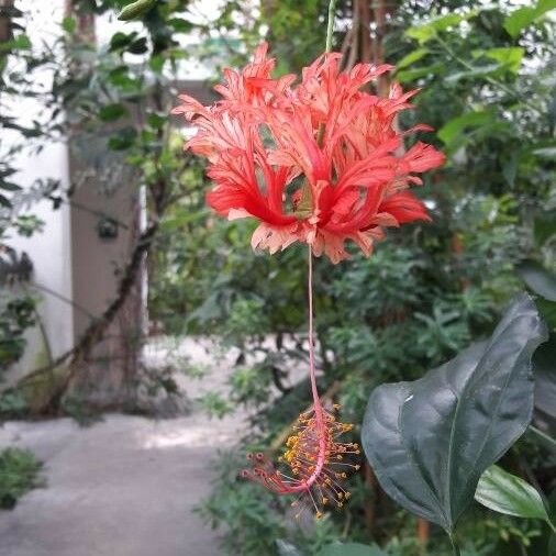 Hibiscus schizopetalus 花