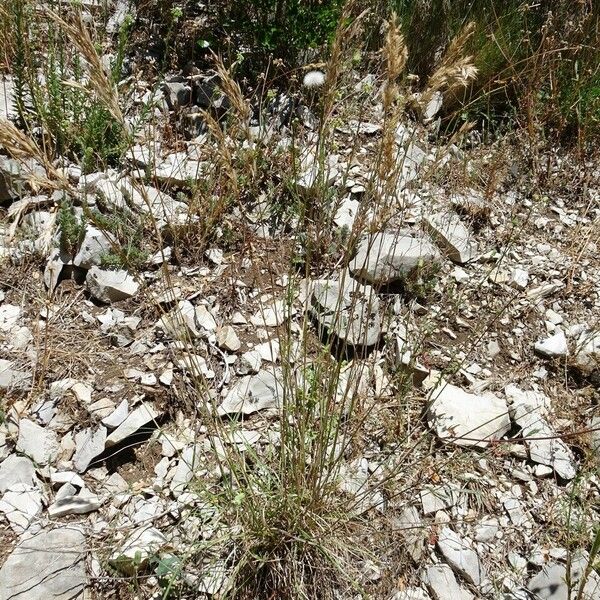 Brachypodium retusum Habit