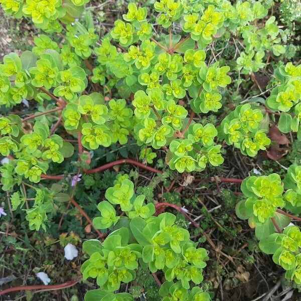 Euphorbia helioscopia Лист