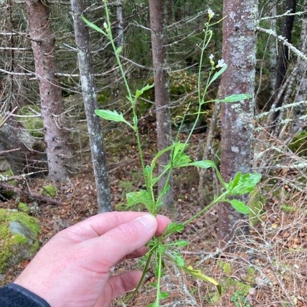 Arabidopsis thaliana Natur