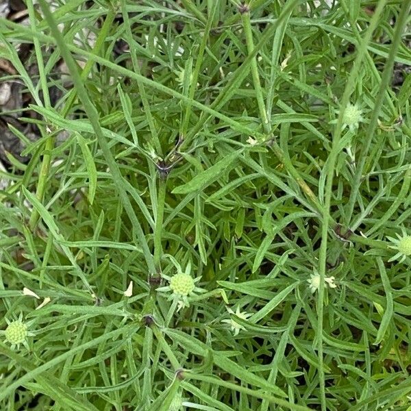 Scabiosa ochroleuca ᱥᱟᱠᱟᱢ