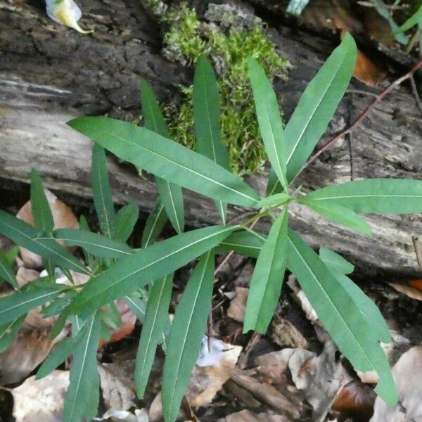 Quercus phellos Hostoa