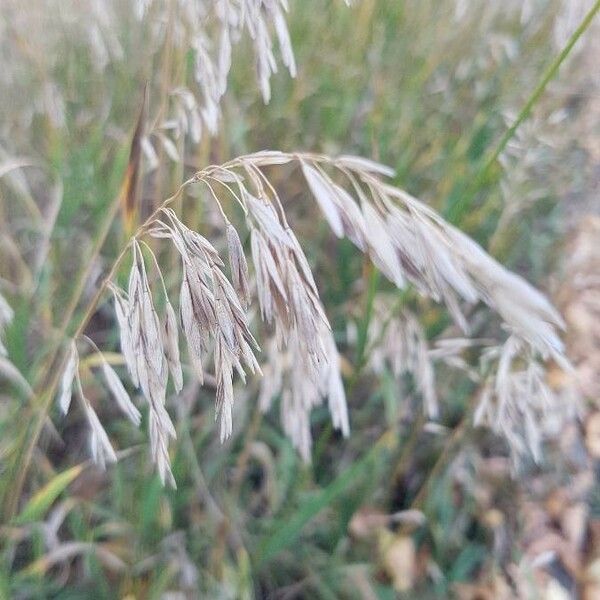 Bromus secalinus Kwiat