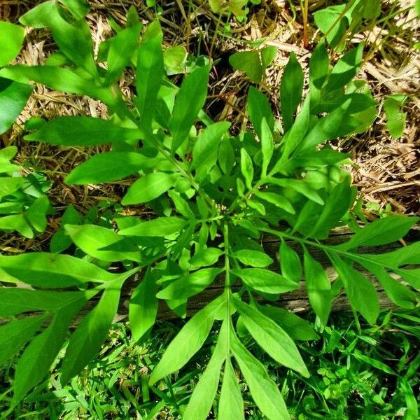 Solanum seaforthianum ഇല