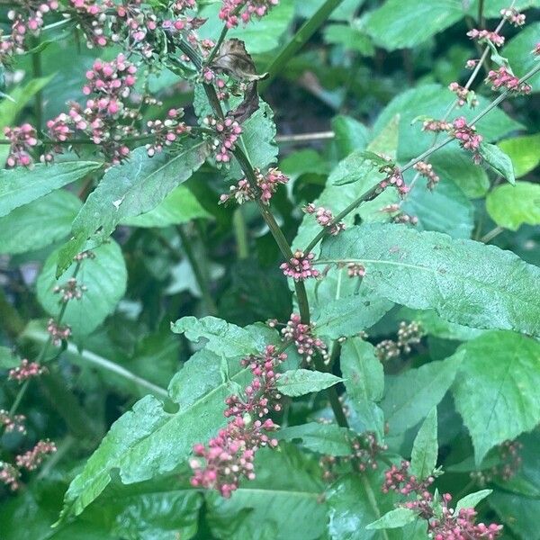 Rumex sanguineus Habit