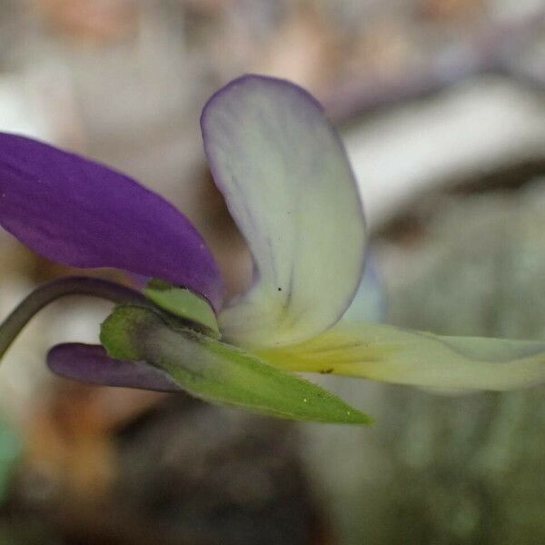 Viola tricolor Кветка