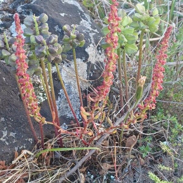 Rumex bucephalophorus 花