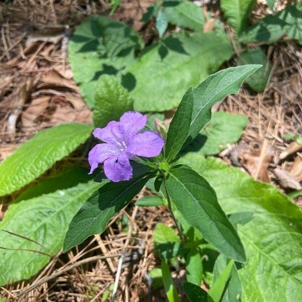 Ruellia strepens Flower