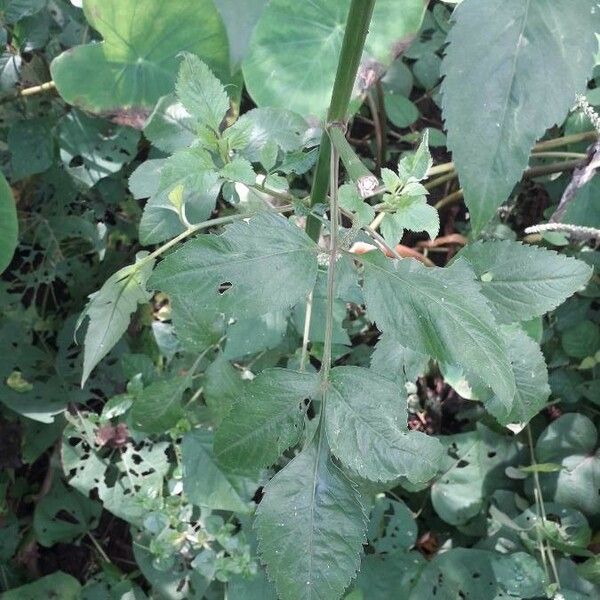 Bidens pilosa Folio