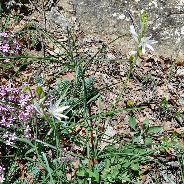 Anthericum liliago Habitus