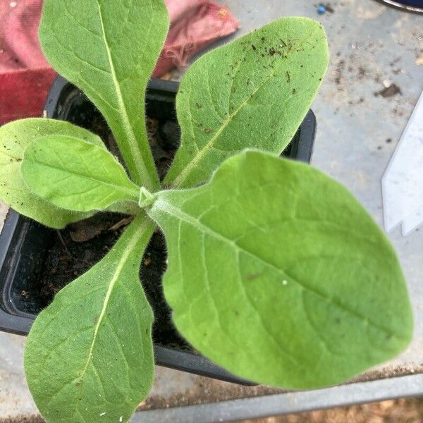 Nicotiana rustica Folha