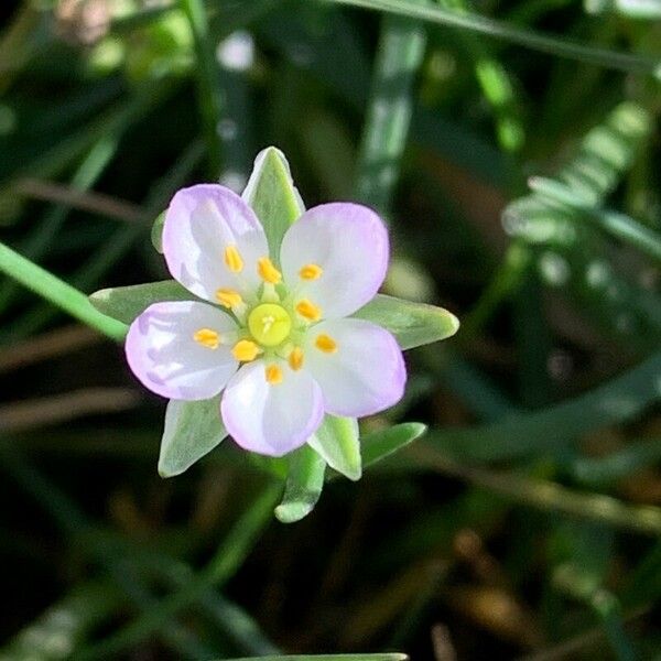 Spergularia media Fiore