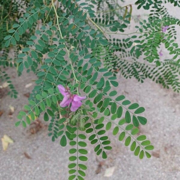 Indigofera heterantha Leaf