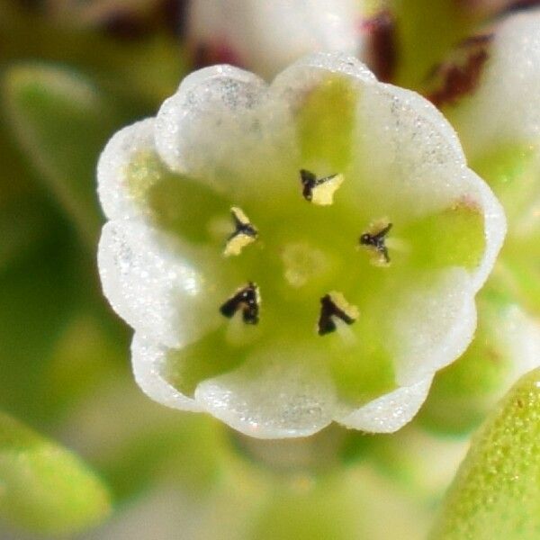 Corrigiola litoralis 花