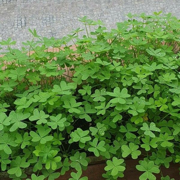 Oxalis stricta Fuelha