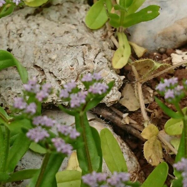 Valerianella eriocarpa Цвят
