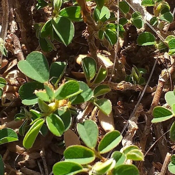 Desmodium triflorum Habit