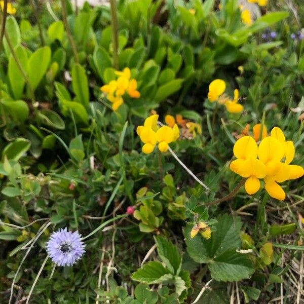 Hippocrepis comosa Flower