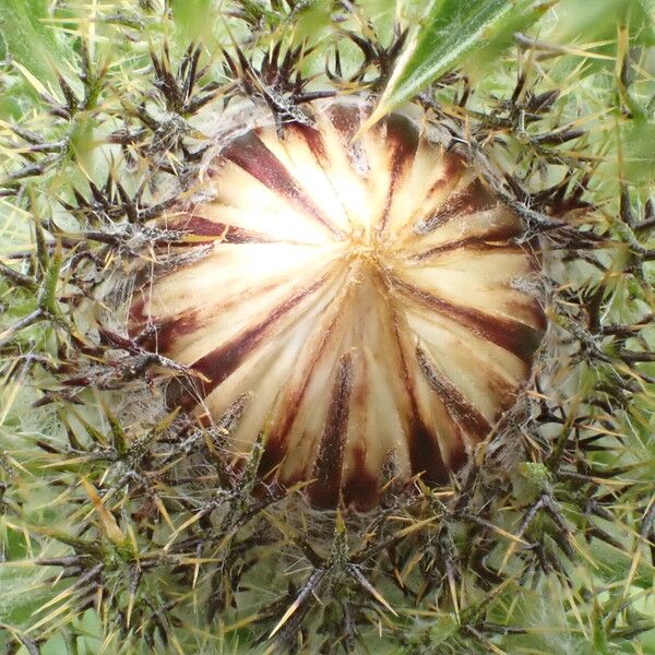 Carlina vulgaris Kukka