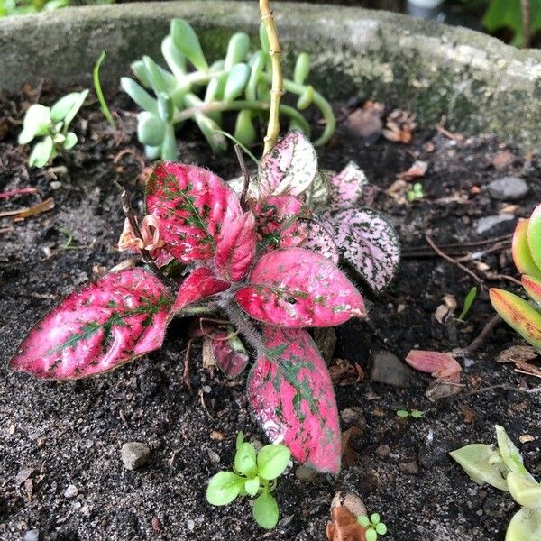 Hypoestes phyllostachya Leaf