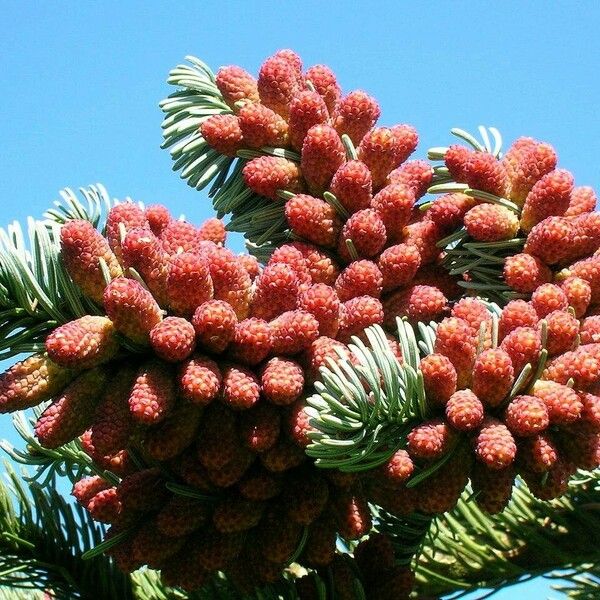 Abies procera Flor