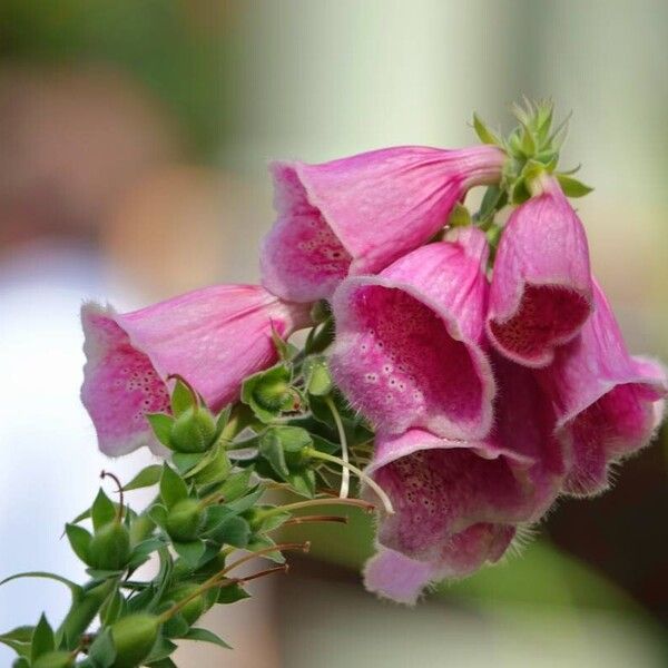 Digitalis purpurea 花