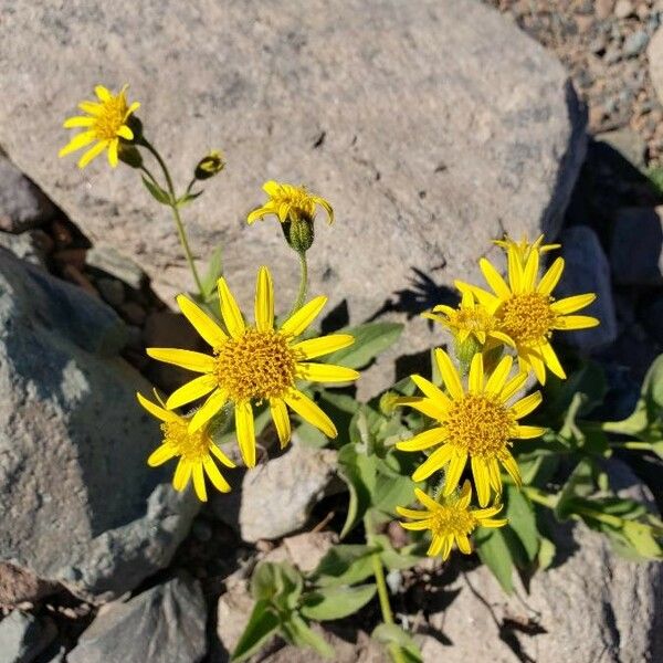 Arnica lanceolata Kwiat