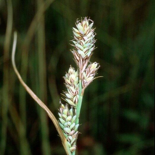 Carex buxbaumii 花