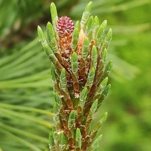 Pinus sylvestris 花