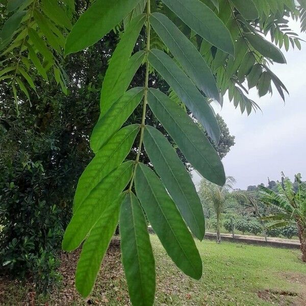 Imagem de referência para identificação da planta Cedro-rosa